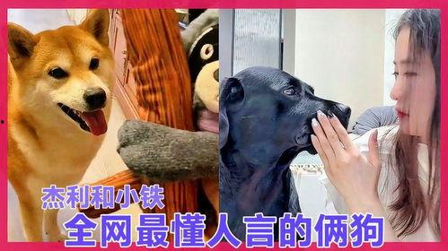 狗子黑料爆料视频大全下载,视频大全下载背后的真相  第3张